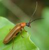 Rhagonycha nigriceps